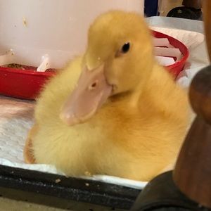 Meet your Posher, Tammy